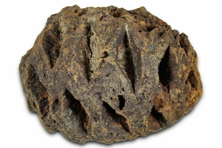 Fossil Pine Cone (Metasequoia) - Montana #352478